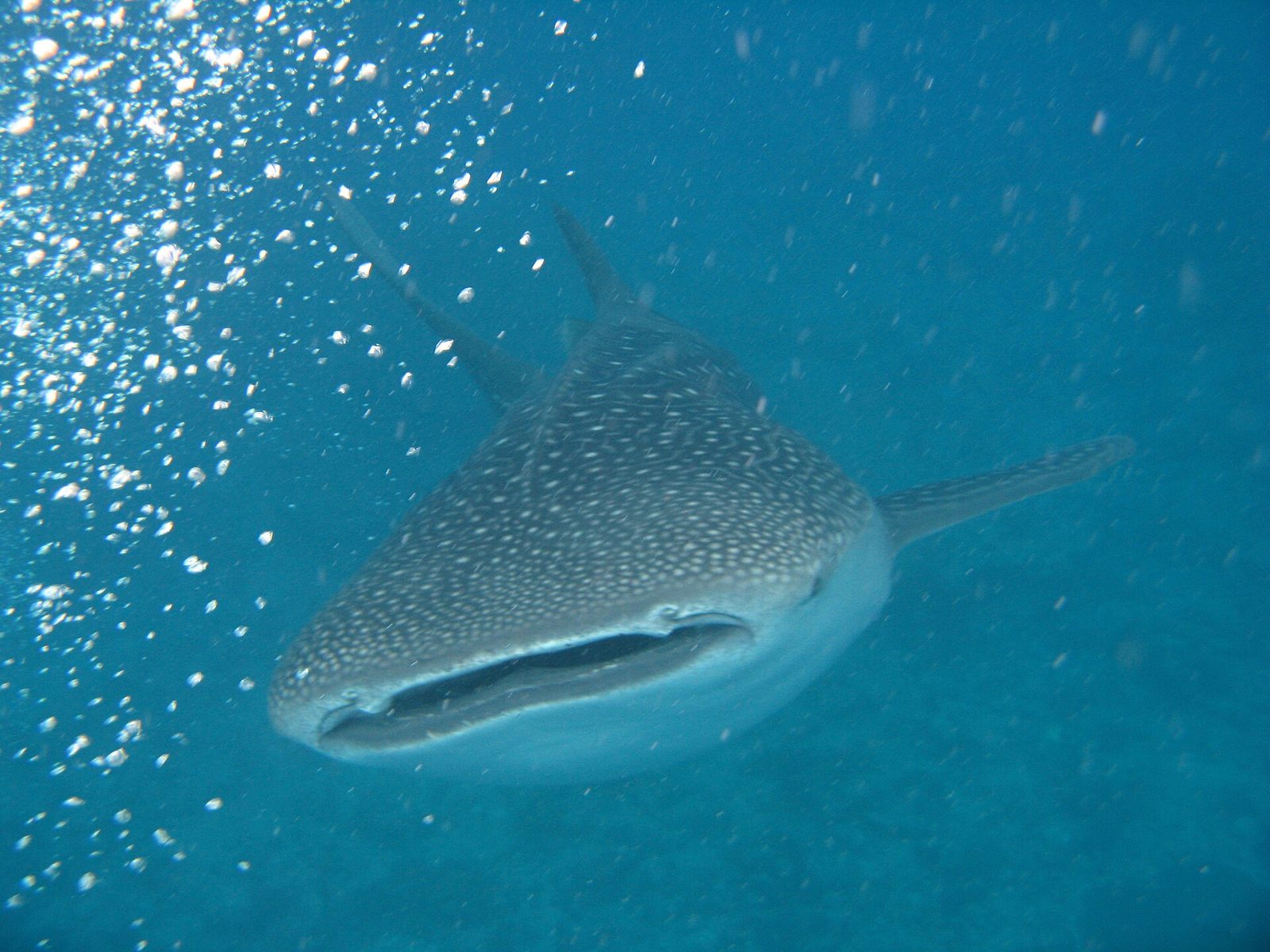 Ari Atoll