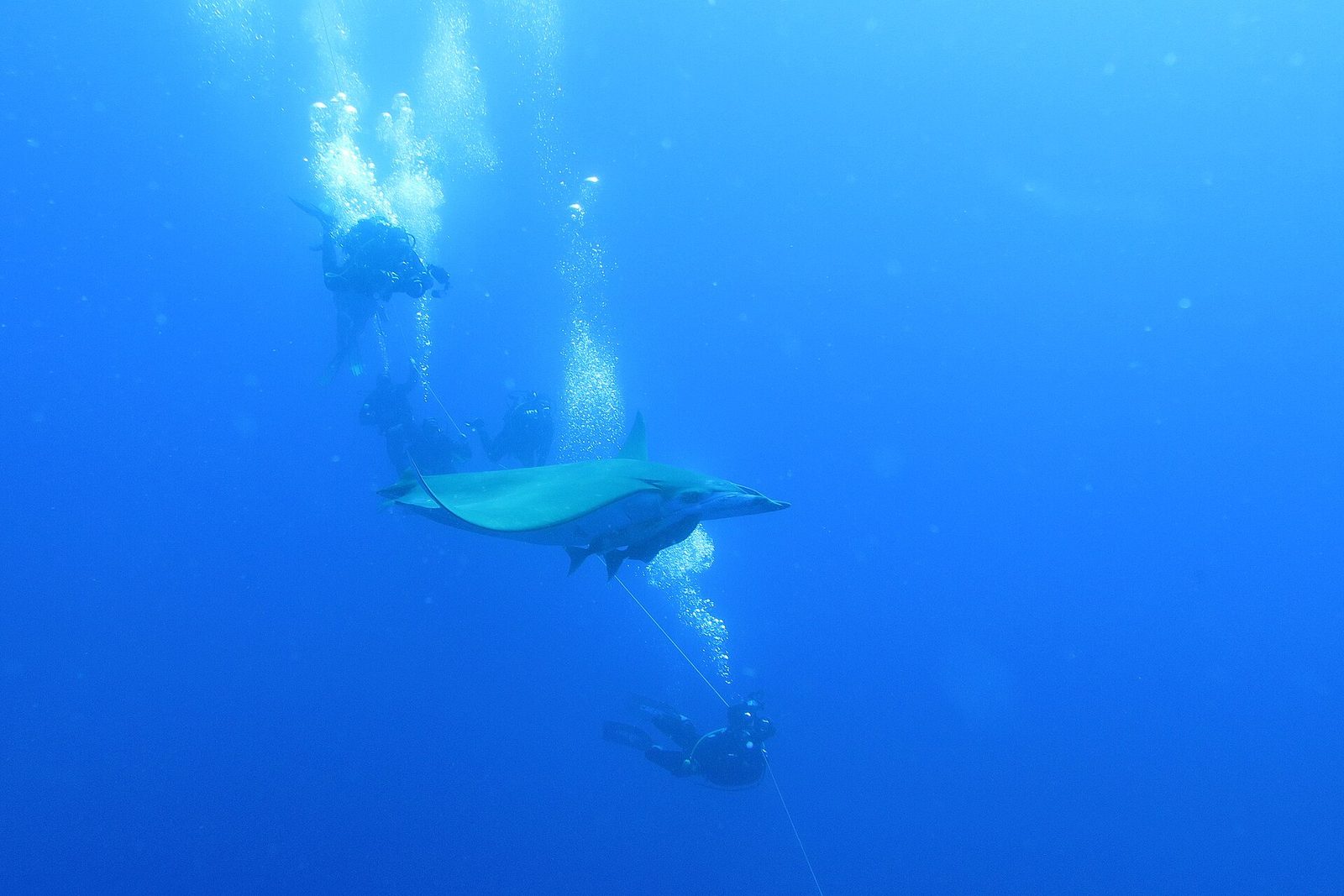 Azores · Princess Alice