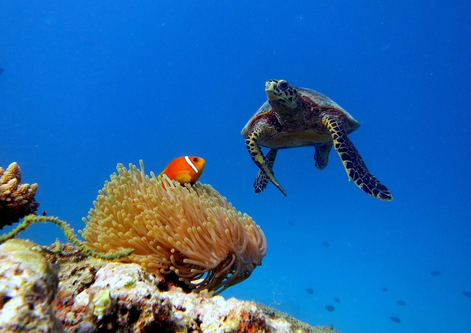 Baa Atoll · Hanifaru Bay
