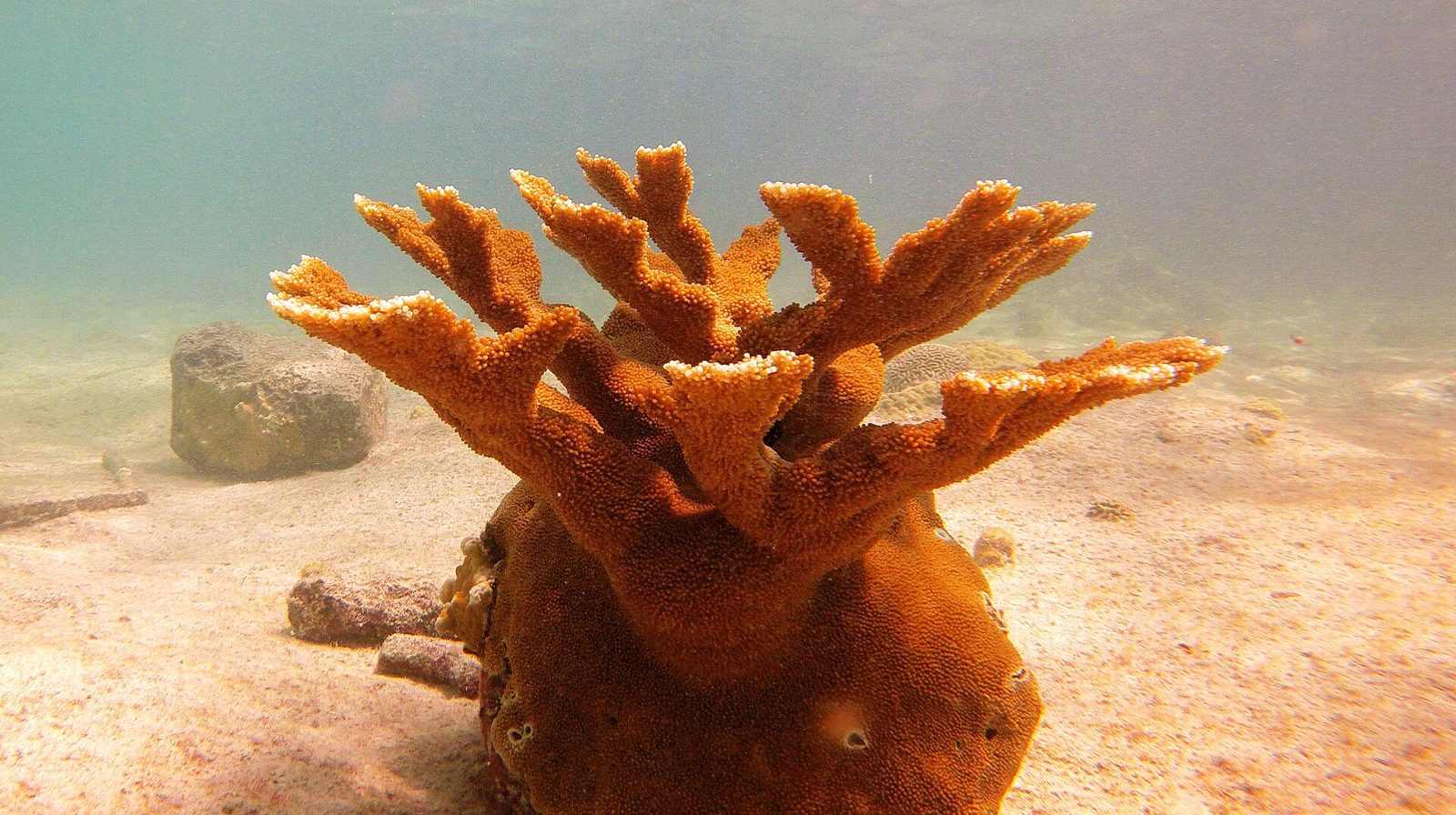 Bonaire