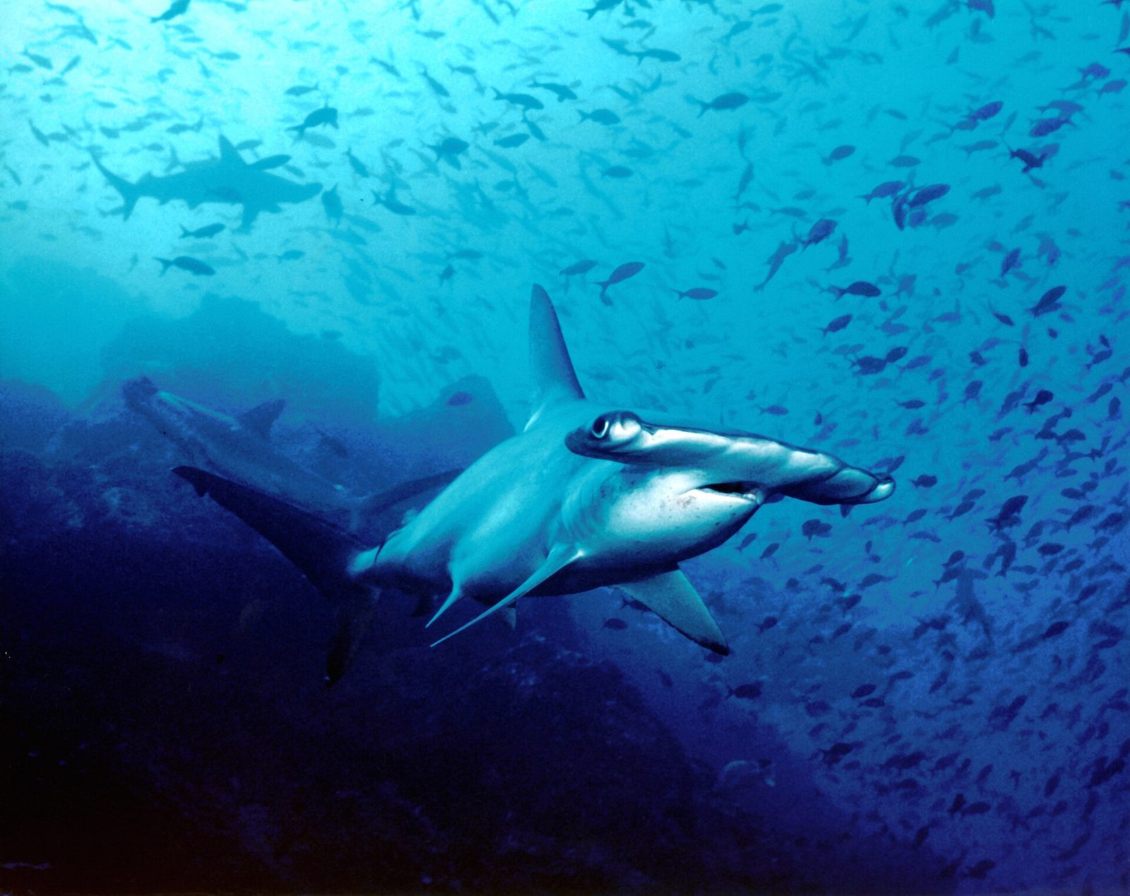 Cocos Island