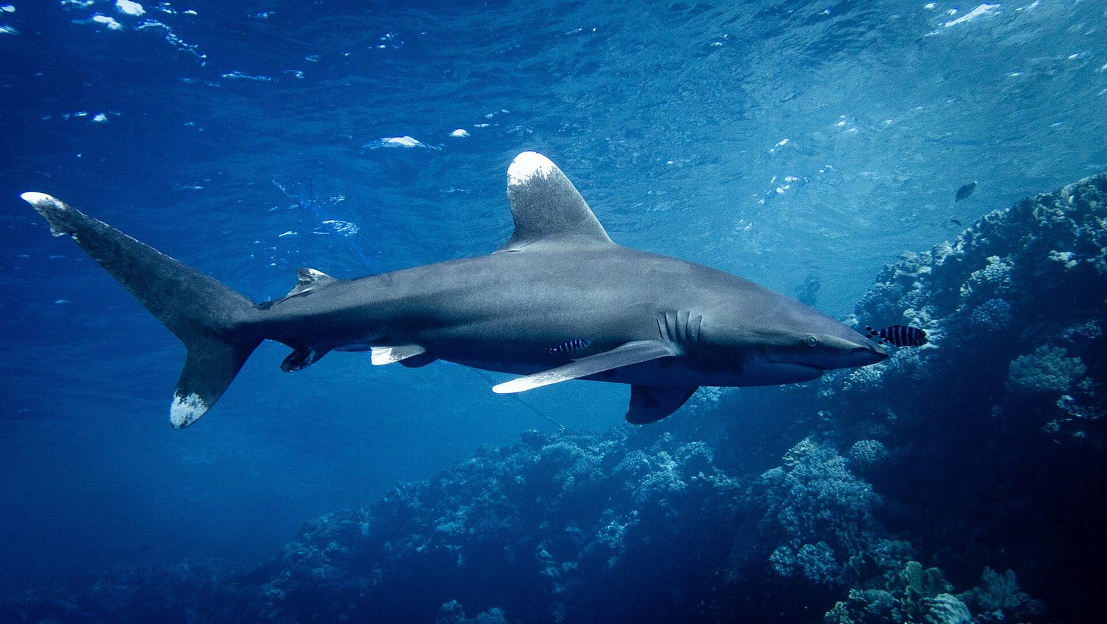 Elphinstone Reef