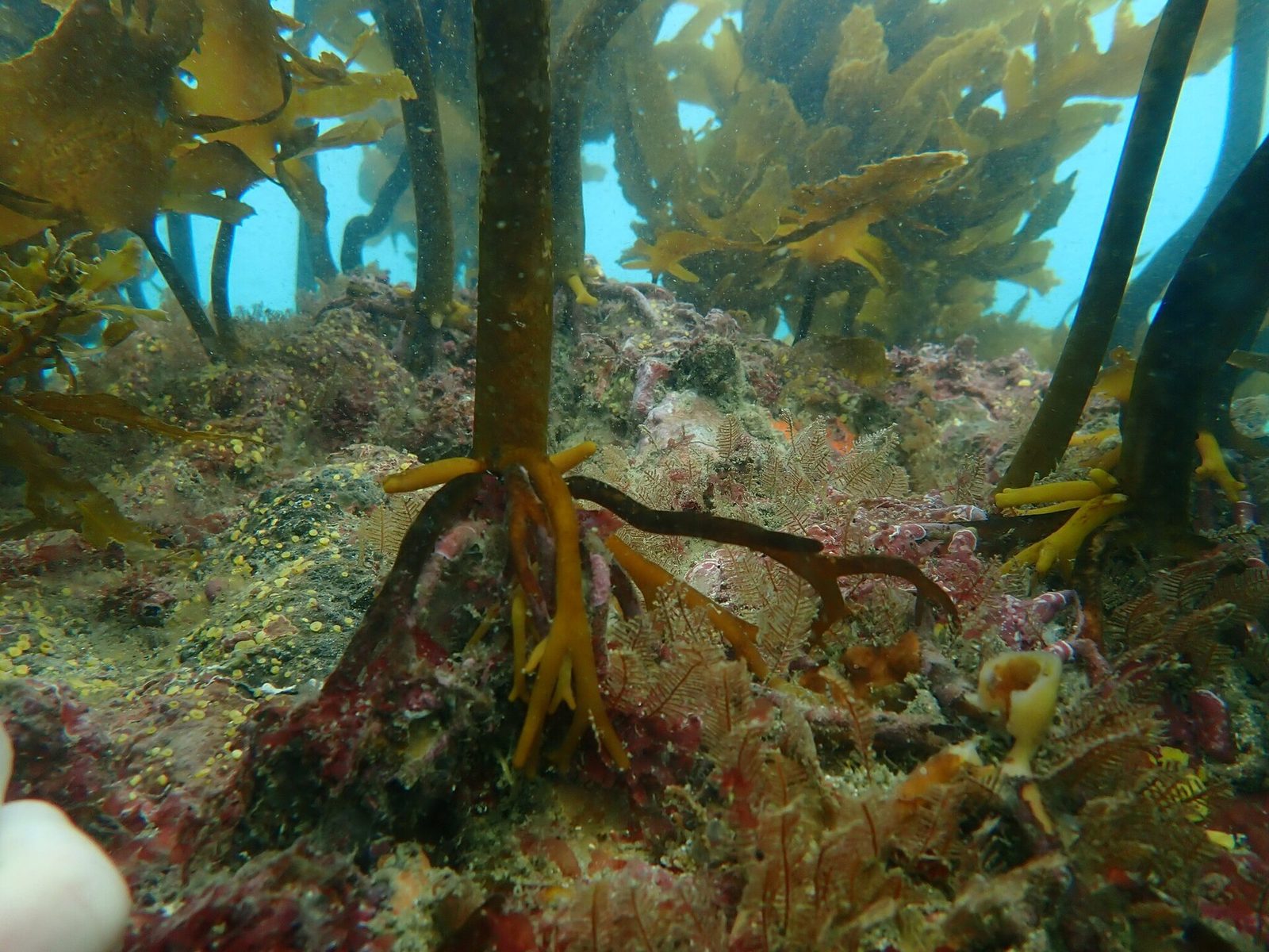 Goat Island Marine Reserve