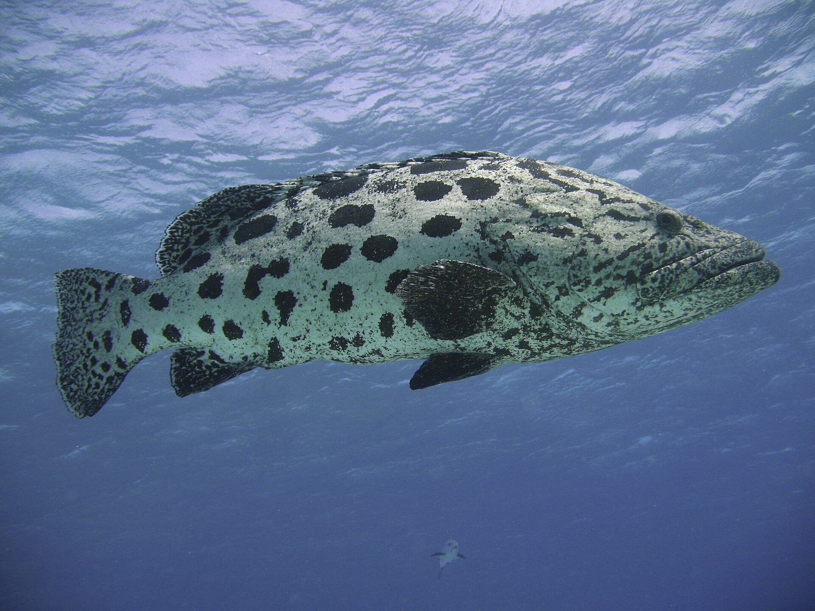 Great Barrier Reef · Cod Hole