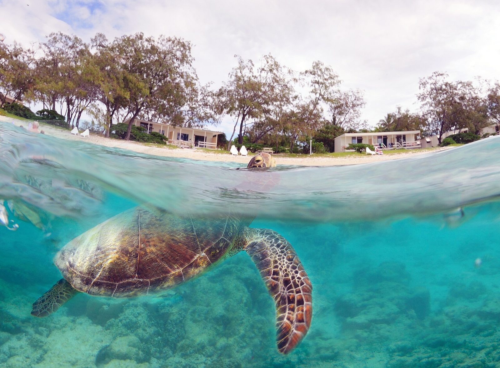 Lady Elliot Island