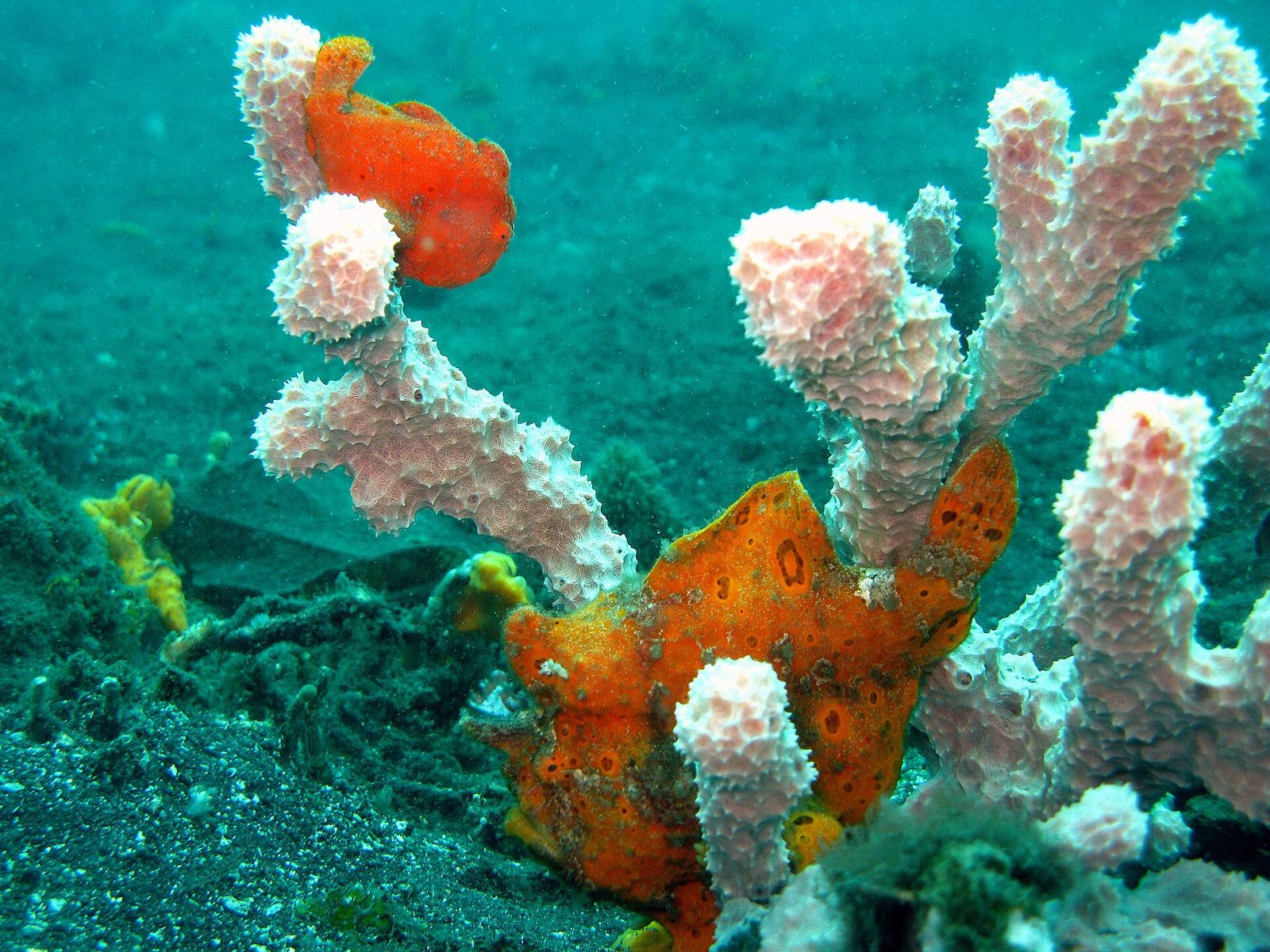 Lembeh Strait