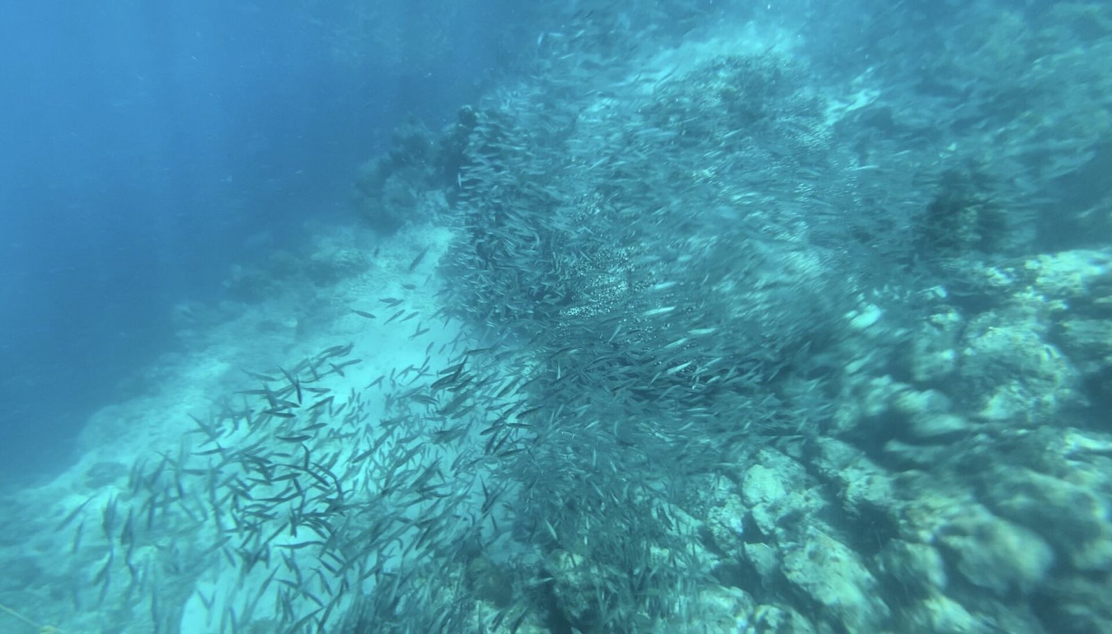 Moalboal · Sardine Run