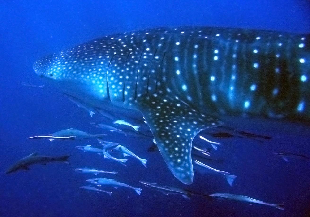 Ningaloo Reef · Exmouth