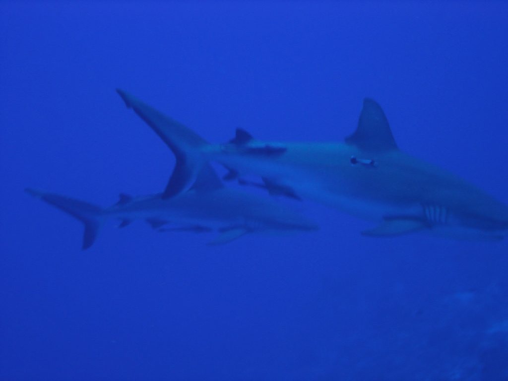 Osprey Reef