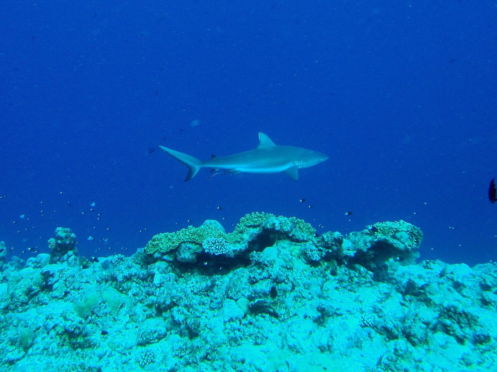 Palau · Blue Corner