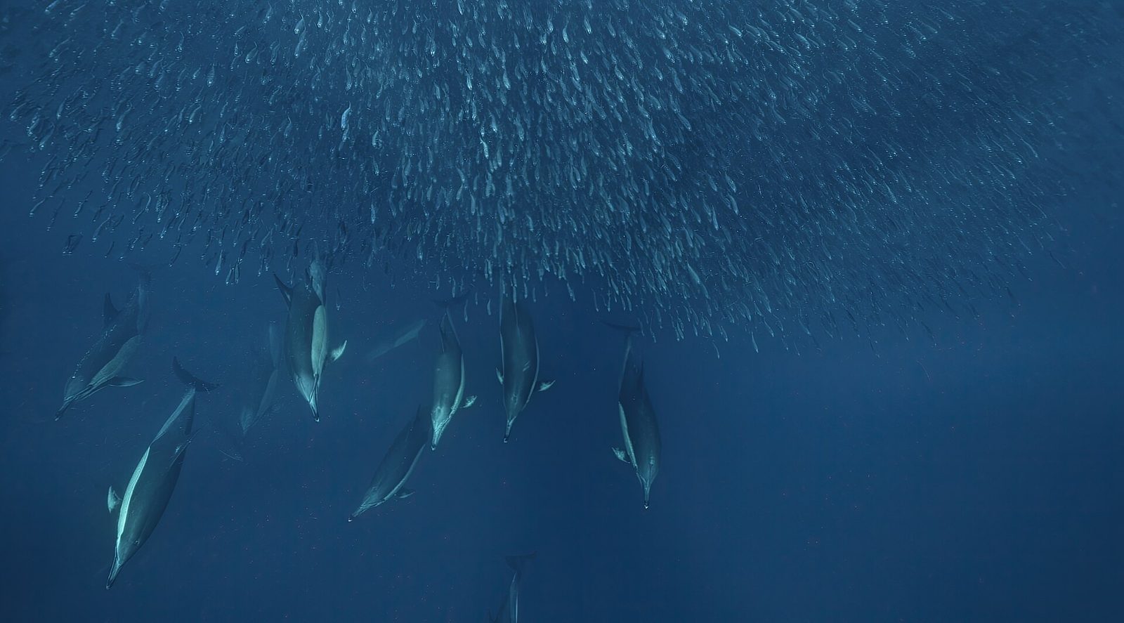 The Sardine Run