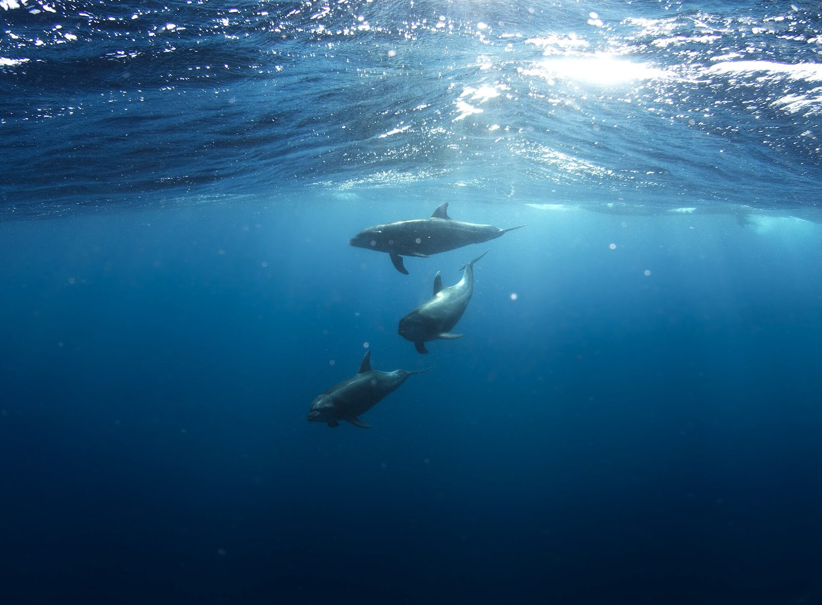 Socorro · Revillagigedo