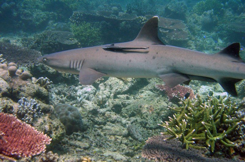 Tubbataha Reefs